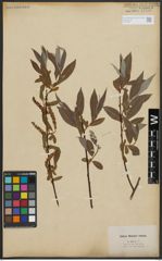 Foto von Salix alba L.
